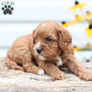 Tiffany, Cavapoo Puppy